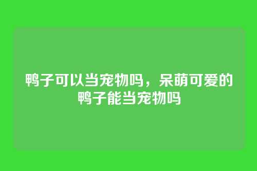 鸭子可以当宠物吗,呆萌可爱的鸭子能当宠物吗