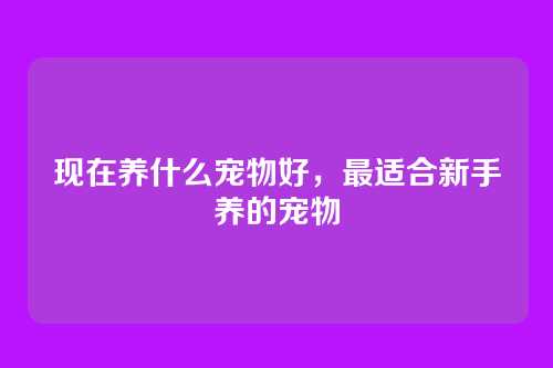 现在养什么宠物好,最适合新手养的宠物