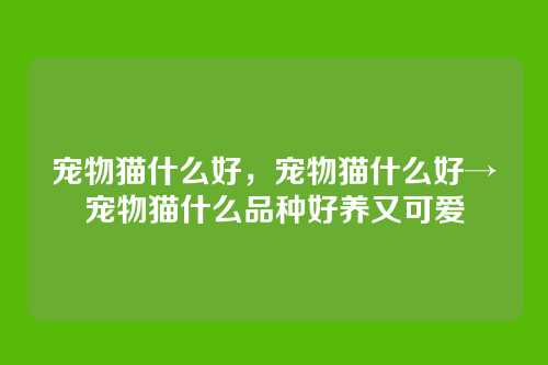 宠物猫什么好,宠物猫什么好→宠物猫什么品种好养又可爱