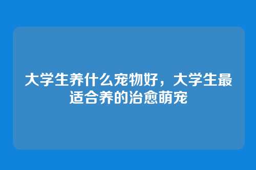 大学生养什么宠物好,大学生最适合养的治愈萌宠