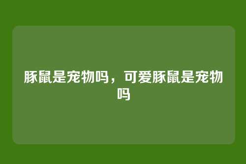 豚鼠是宠物吗，可爱豚鼠是宠物吗