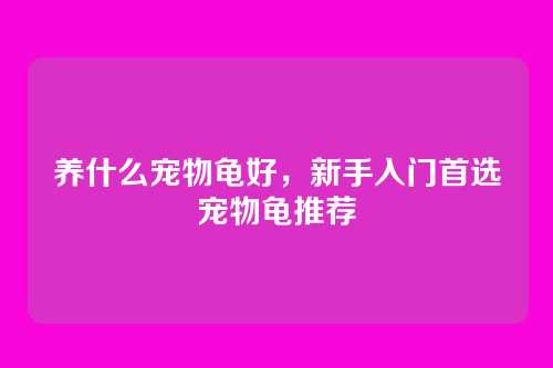 养什么宠物龟好,新手入门首选宠物龟推荐