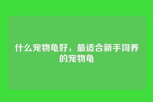 什么宠物龟好,最适合新手饲养的宠物龟