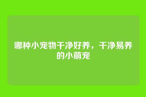 哪种小宠物干净好养,干净易养的小萌宠