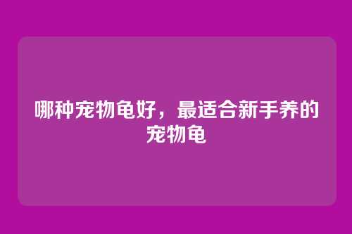 哪种宠物龟好,最适合新手养的宠物龟