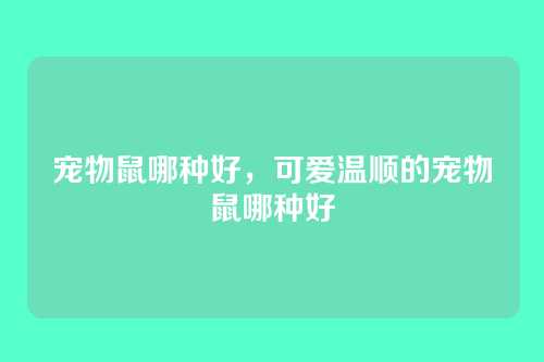 宠物鼠哪种好，可爱温顺的宠物鼠哪种好