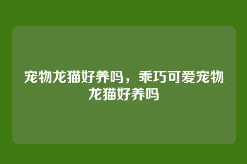 宠物龙猫好养吗,乖巧可爱宠物龙猫好养吗