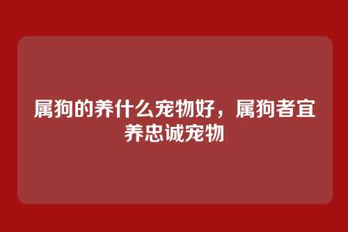 属狗的养什么宠物好,属狗者宜养忠诚宠物